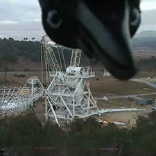 Bird looking into the camera from the top with the antenna Deep Space Station 35 being constructed behind it.