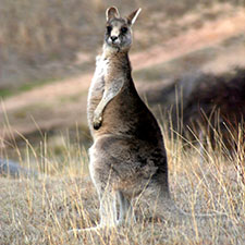 Kangaroo standing upright looking at the camera.