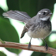Black, grey, and yellow bird with a fanned tail looking at the camera sitting on a branch.