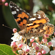 Orange, black and white butterfly sitting on white and pink flowers