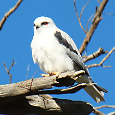 White bird with grey wings and red eyes sitting on a branch