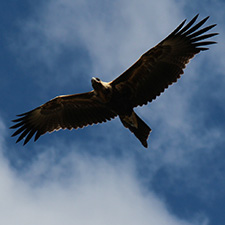 Eagle flying with a blue sky with clouds behind