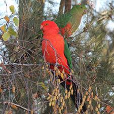 A red and green parrot sitting in front of a mostly green parrot in a tree