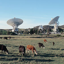 A field with brown and black cows in the foreground with four antennas of the Canberra Deep Space Communication Complex in the background.